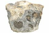 Ammonite (Promicroceras) Cluster - Marston Magna, England #216638-1